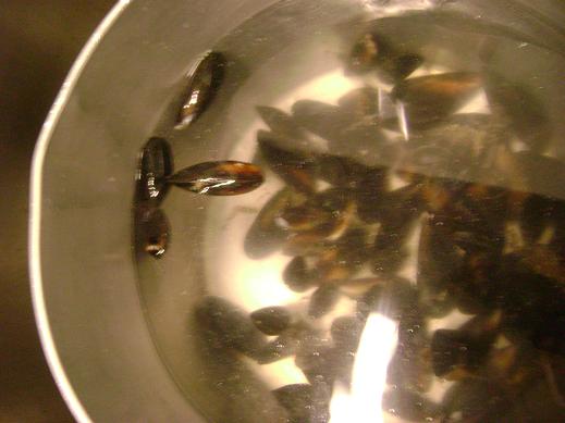 [Floating+mussells.JPG]