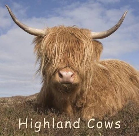 scotland highland cows scotland highland cows