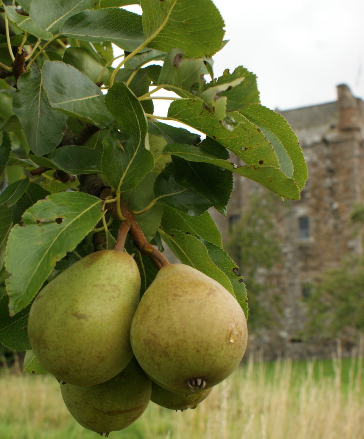 [August+18th+Photograph+Pears+Elcho+Castle+Scotland.jpg]
