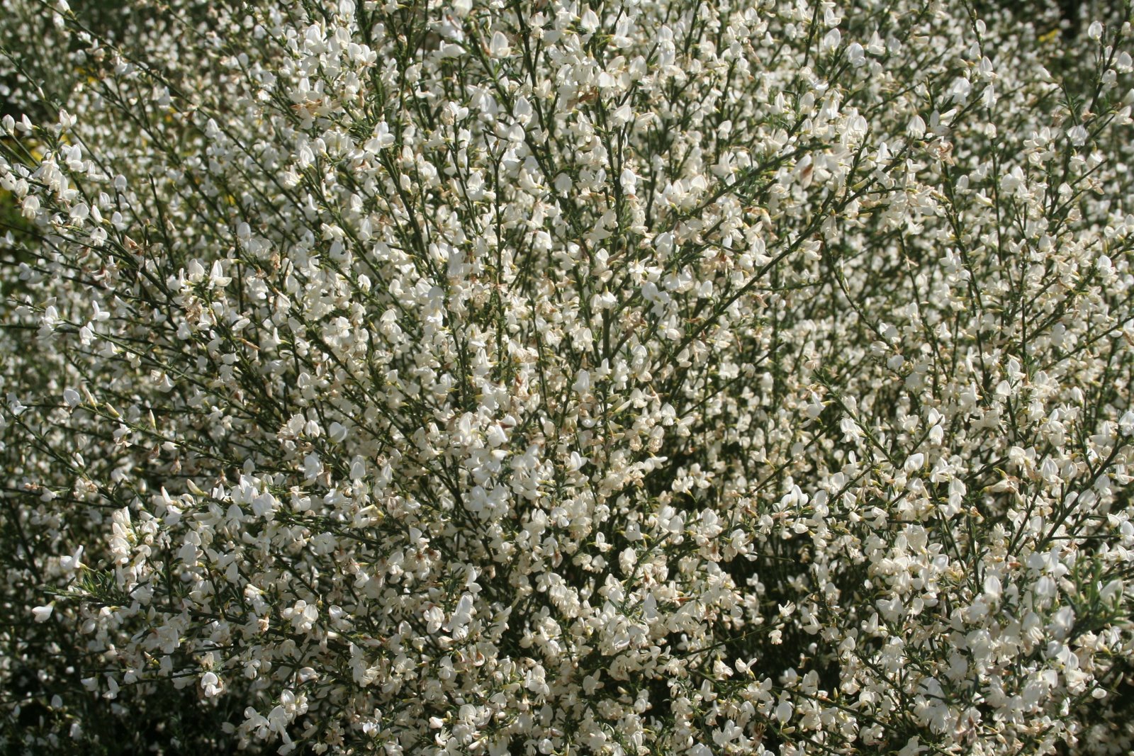 [IMG_4086.JPG]