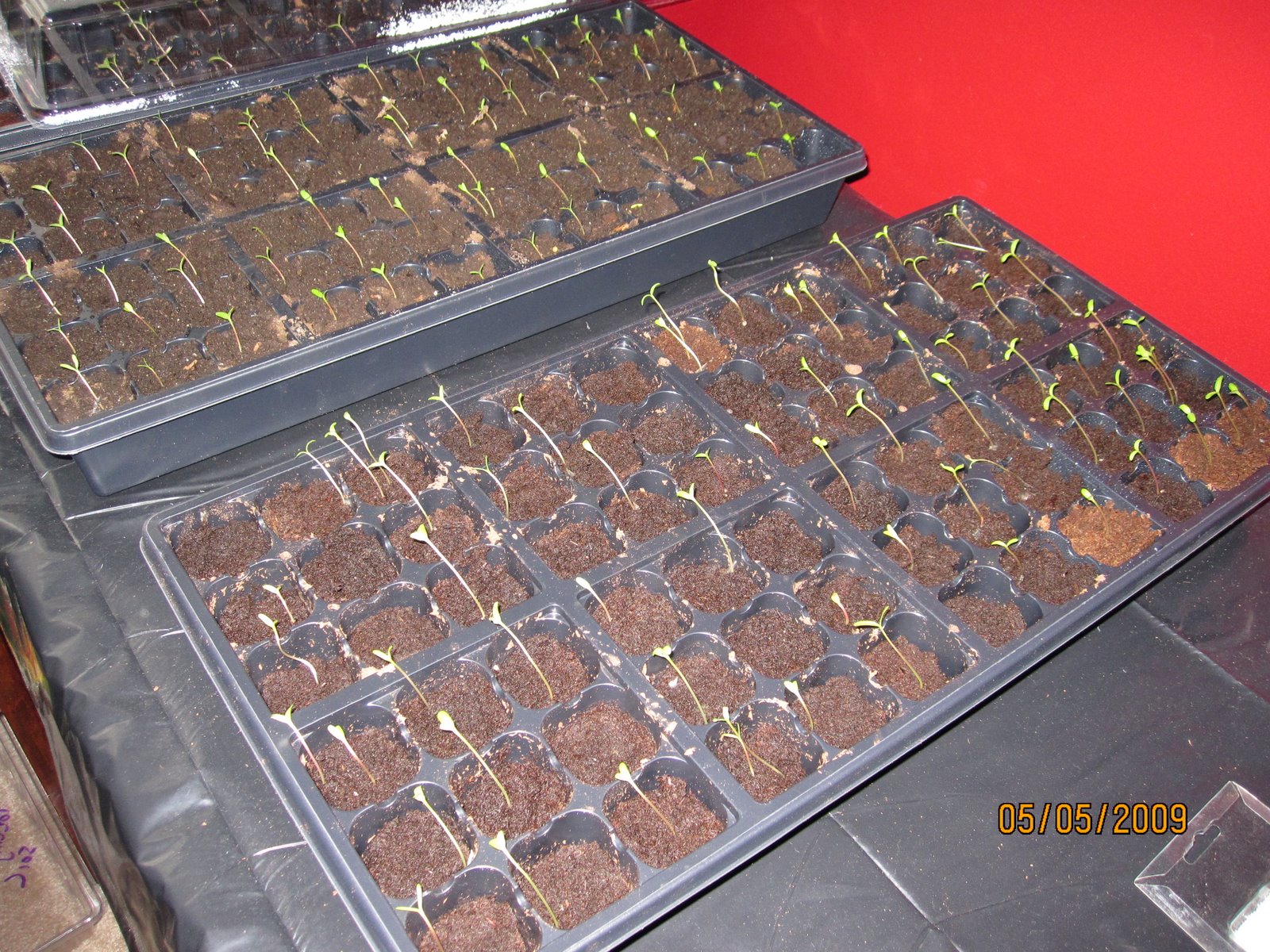 [garden+09+009.jpg]