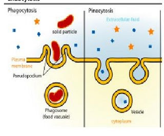 Pinocytosis And Phagocytosis Exocytosis Pinocytosis And Phagocytosis Exocytosis
