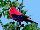 [Scarlet+Tanager.jpg]