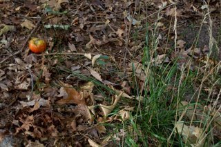 [buried+tomatoes3.jpg]
