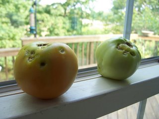 [buried+tomatoes2.jpg]