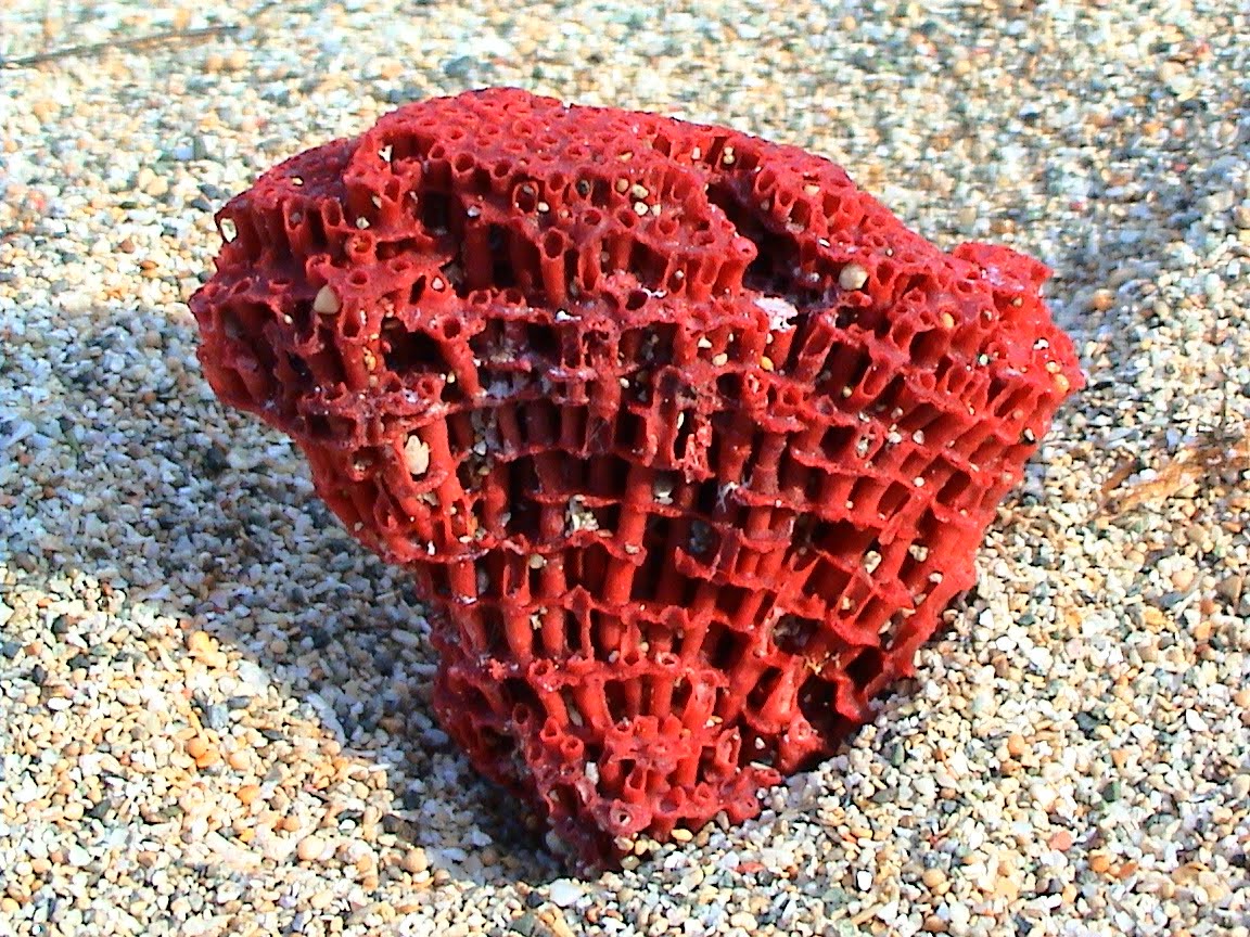[coral+vermelho.jpg]