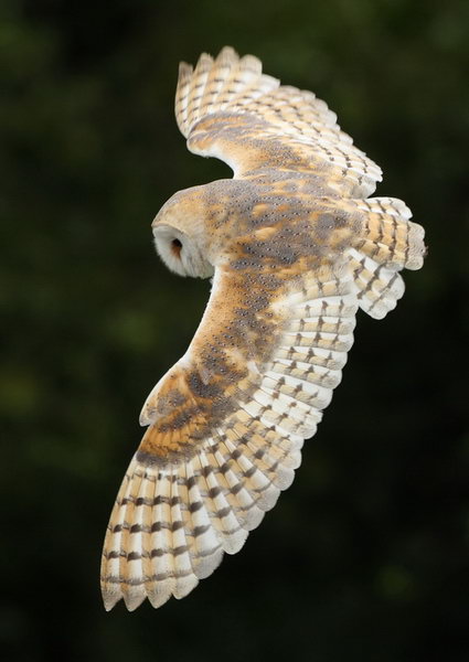 Owls Wings