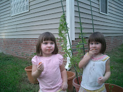 Fresh Cherry Tomatoes