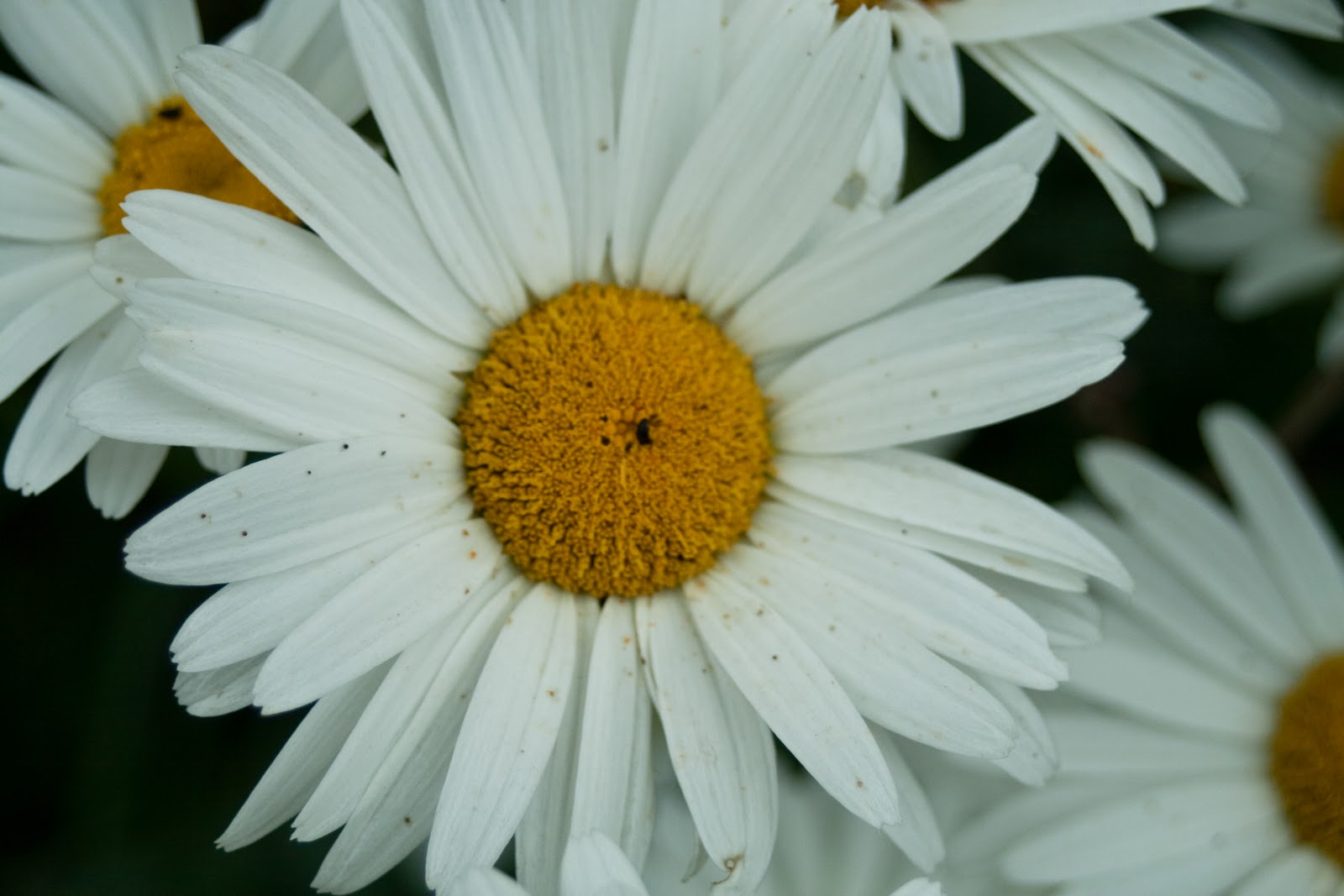 Photo Views, Life through the eye of a camera. Daisy and Rose in the