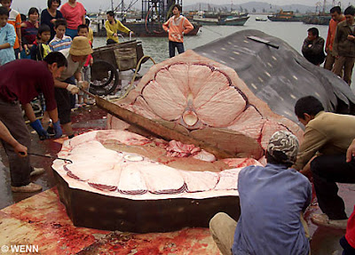 finding sharks teeth in