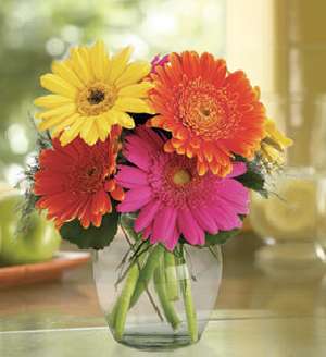 Gerber+daisies+flowers