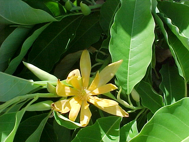 [Hoàng+ngọc+Lan.jpg]