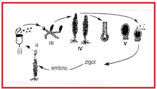 Berdasarkan Gambar Protonema Berlabel Berdasarkan Gambar Protonema Berlabel