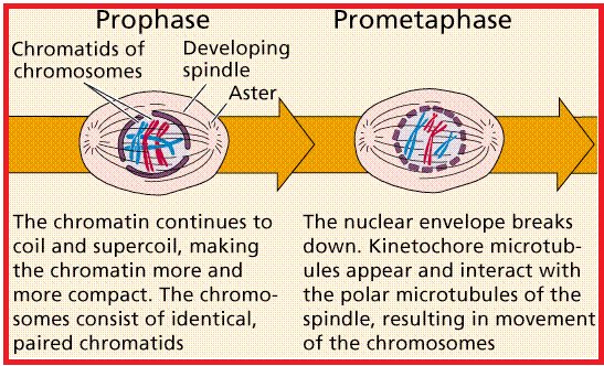 [PROFASE+-+PROMETAFASE.bmp]