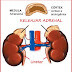 KELENJAR ADRENAL thumbnail