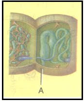 Ekskresi Cacing Tanah