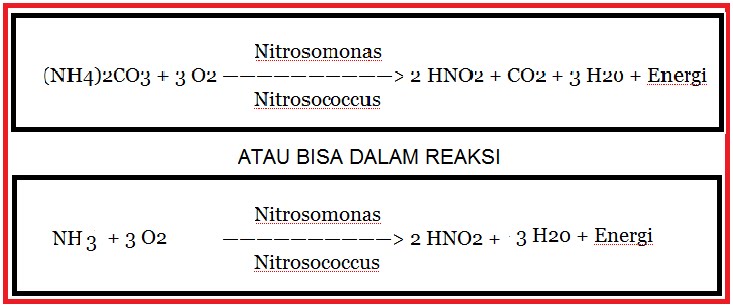 Kemosintesis Berita Biologi