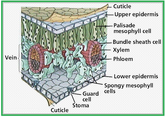 BIOLOGI GONZAGA: EPIDERMIS DAUN-EXPERIMEN SEDERHANA