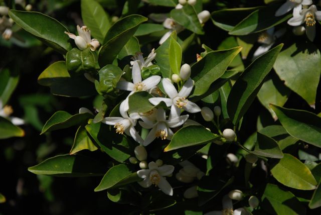 [DSC_0011-706707.JPG]