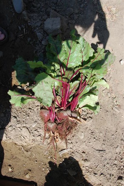 [DSC_0020-700669.JPG]