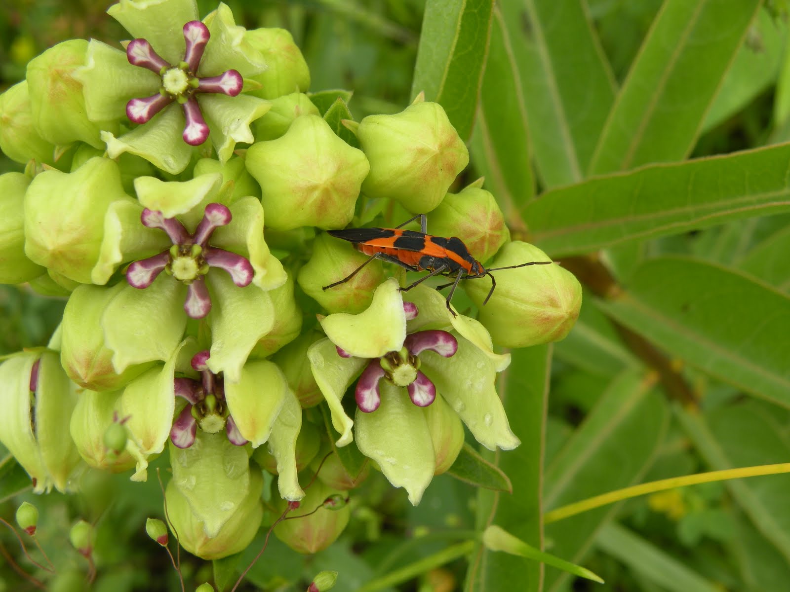 World Peace Wetland Prairie Milkweed bugs will eat into the seed pods