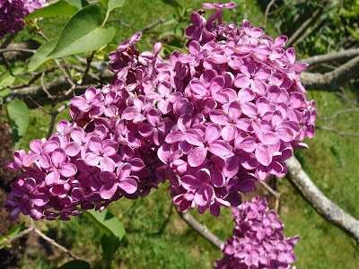 From The Garden Of Zen June 2018