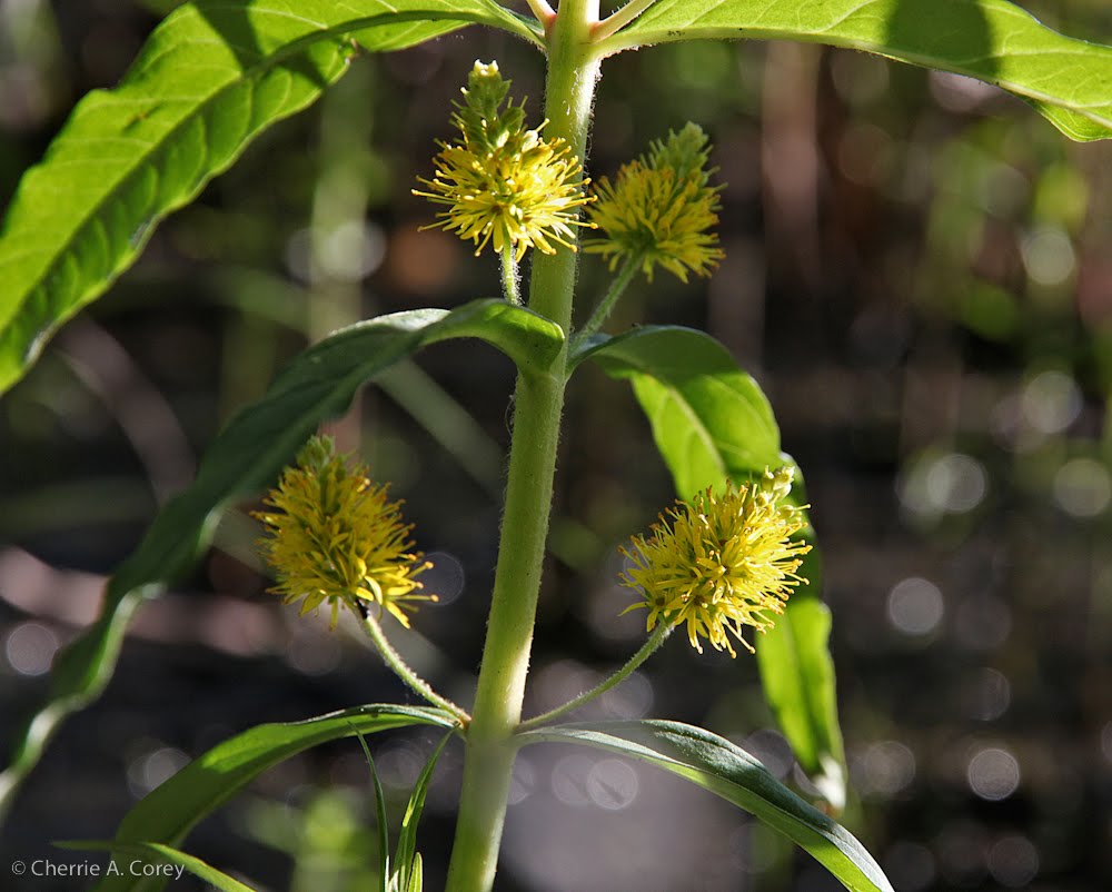 Restoring The Landscape With Native Plants That S Invasive