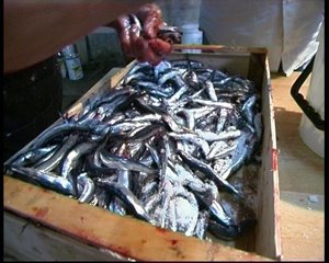 [pesce+azzurroù.bmp]