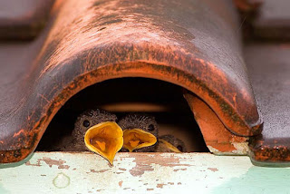 filhotes de andorinha em seu ninho sob uma telha