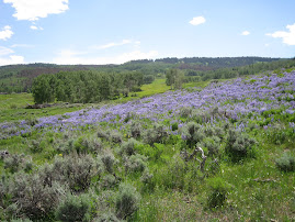 Colorado - Lupin