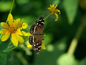 Anthanassa [Phyciodes] Texana