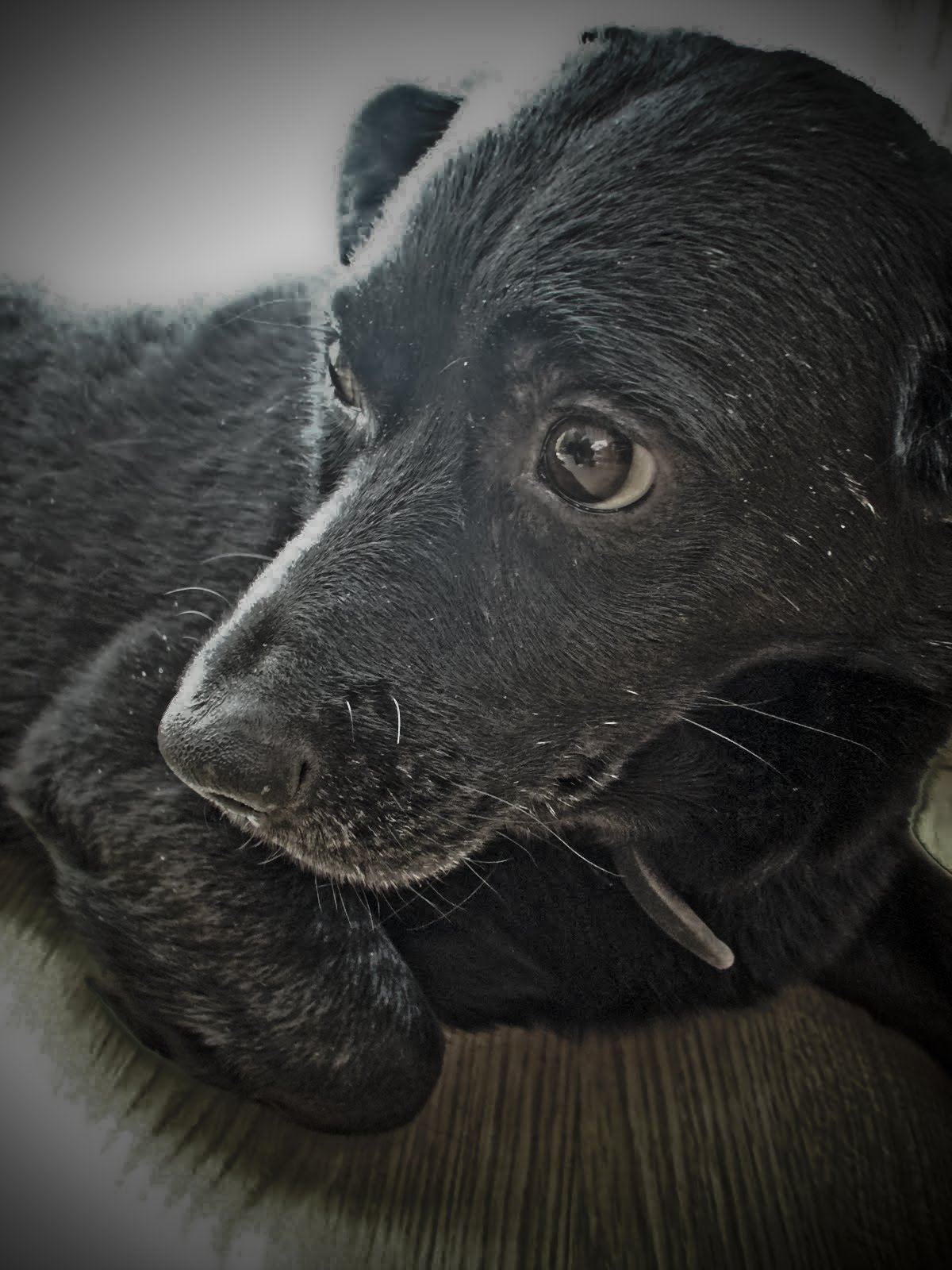 [rambou+(1+of+1).jpg]