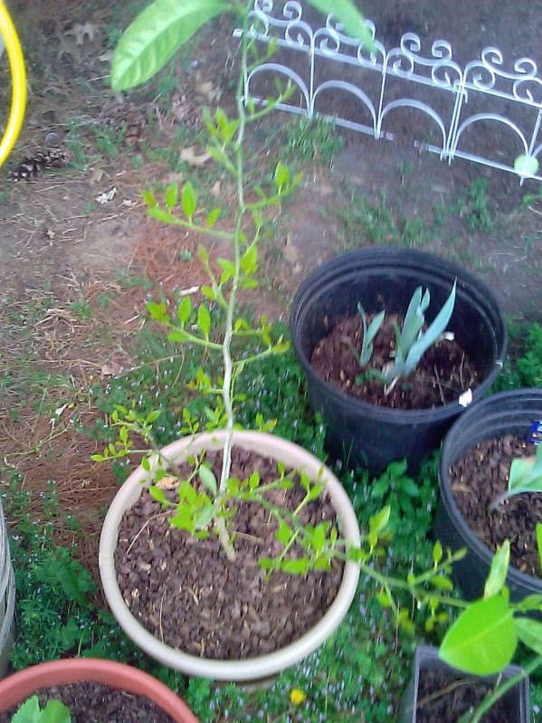 growing lime trees
