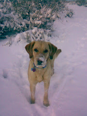 Snow Dog