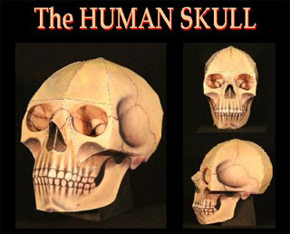 Human Skull Papercraft