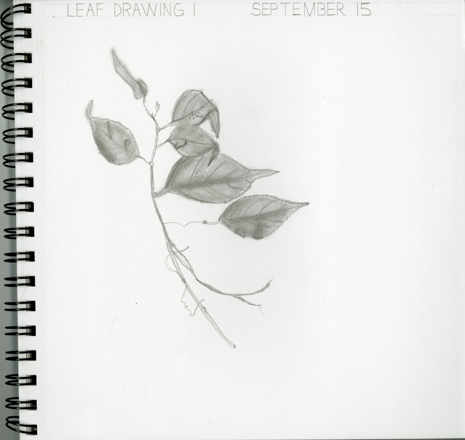 Leaf Sketches