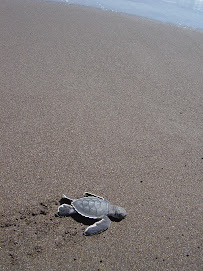 Baby Sea Turtle