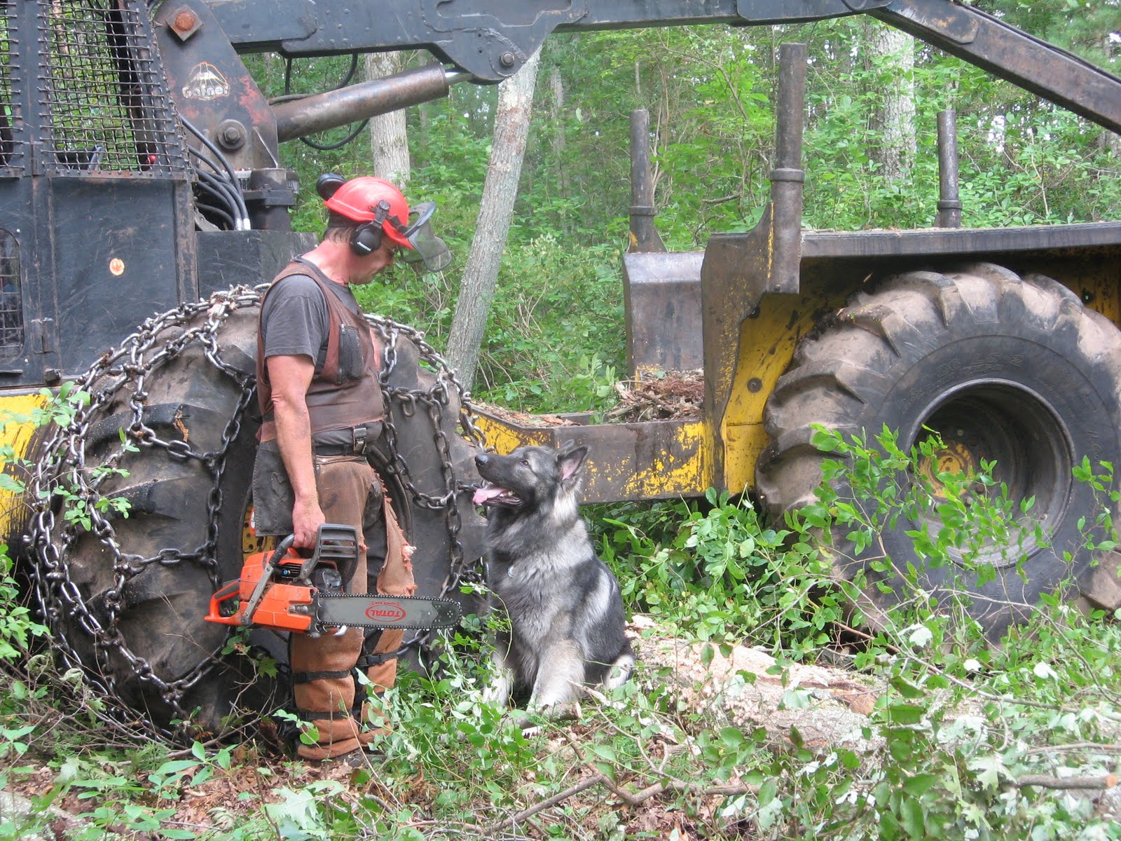Timber 1 to 2 years old Timber Logging Dog