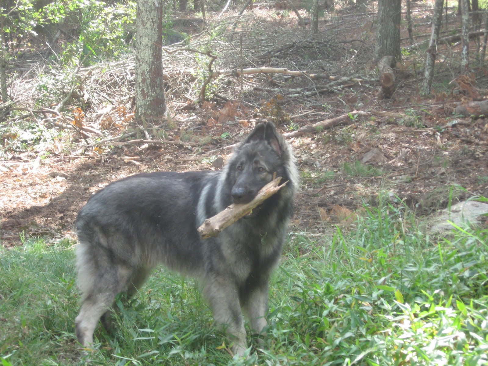 Timber 1 to 2 years old Timber Logging Dog