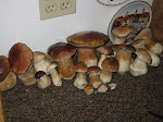 The Porcini of Fall 2009