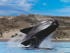 La Ballena Franca Austral (Eubalaena australis)