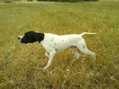 Cães de caça X Cães de competição DSC00741