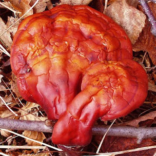 ganoderma_lucidum.jpg