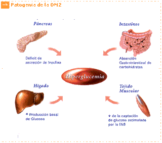 causas-del-diabetes-mellitus.gif