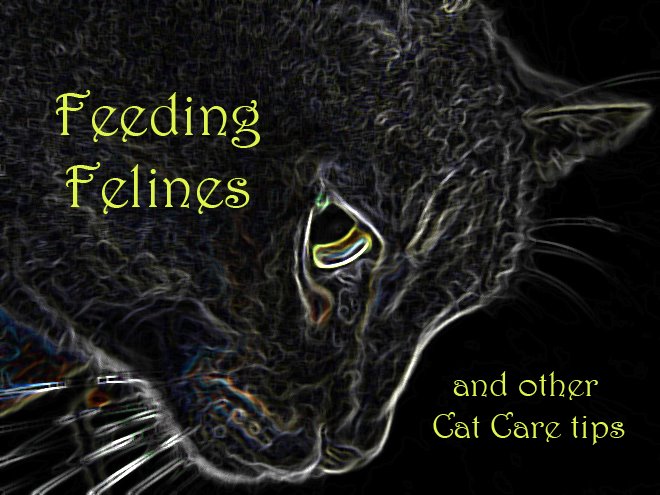 Feeding Felines and Other Cat Care Tips