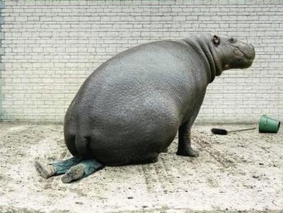 ... animal facts, animals wallpapers, animal pictures, funny puppies, cute