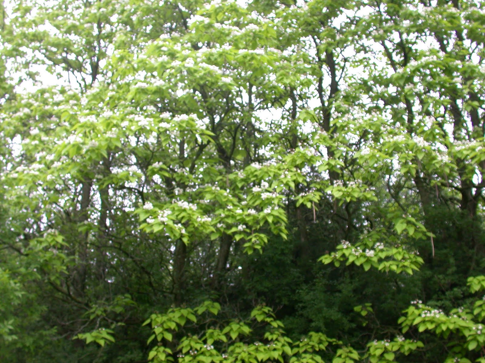 Large+heart+shaped+leaf+tree