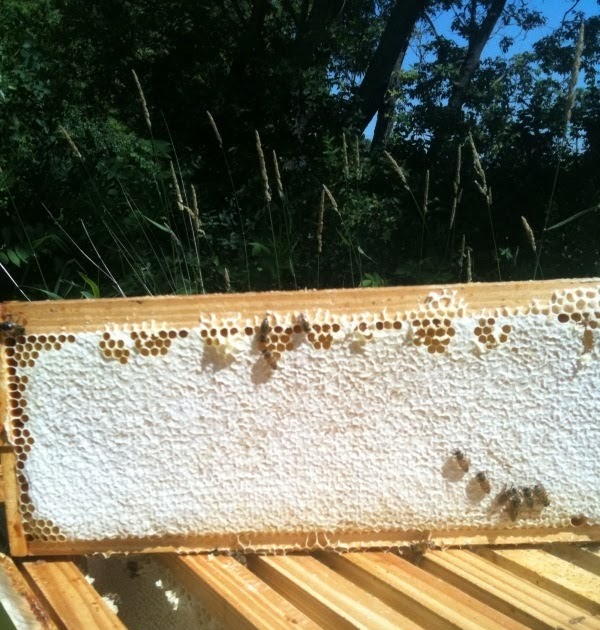 What Should I Be Doing With My Bees This Month? Update on the honey