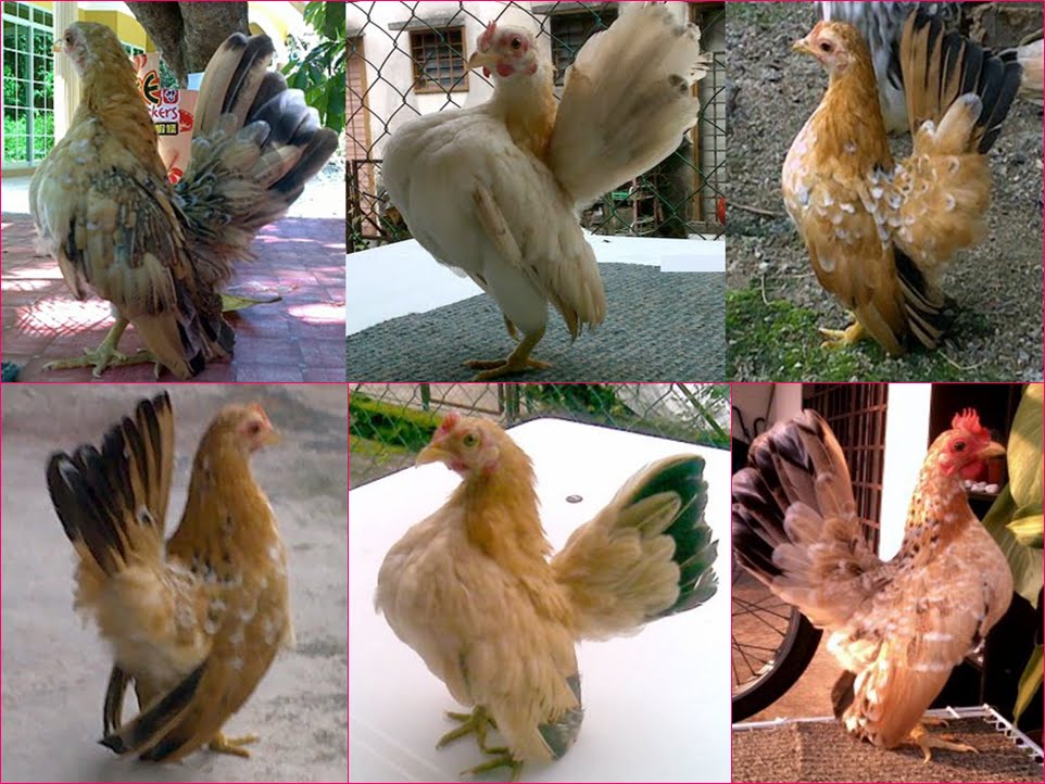 Seven Links Agro Ternakan Ayam Serama