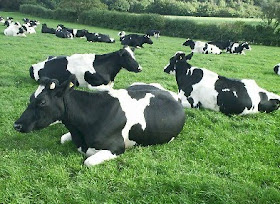 Bukan Doktor Veterinar Pengenalan Baka Lembu Tenusu Dan Pedaging